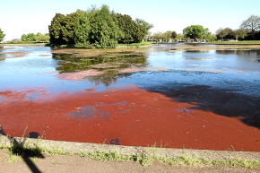Red Tide freshwater algae Swannie Ponds, Dundee, Scotland (Alan Richardson, 2016.06.02, thecourier.co.uk)